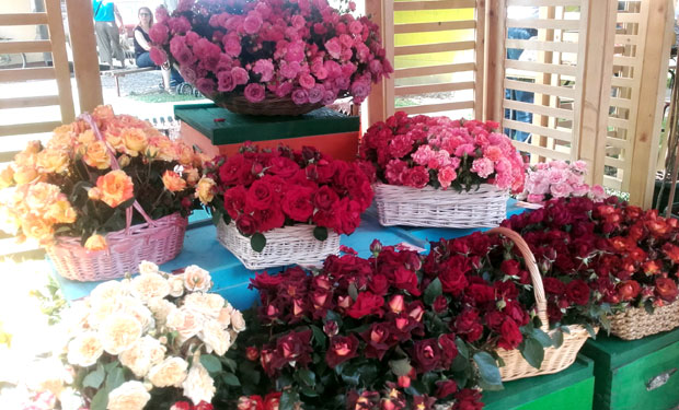 У Мачви мирише милион цветова